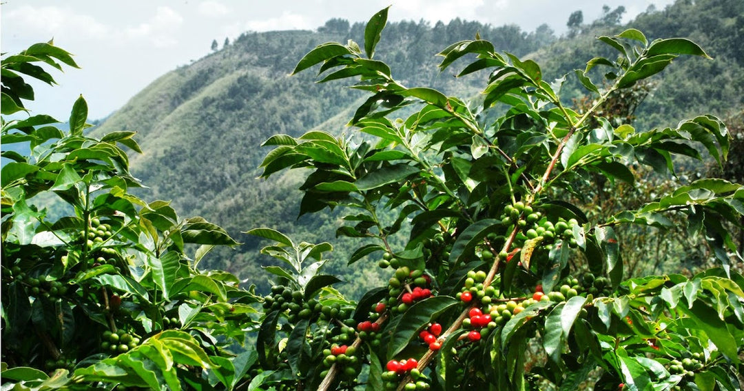 What Makes Jamaican Blue Mountain Coffee One Of The Best Coffees In The World
